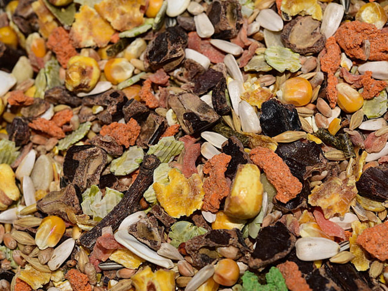 真菌毒素檢測方法