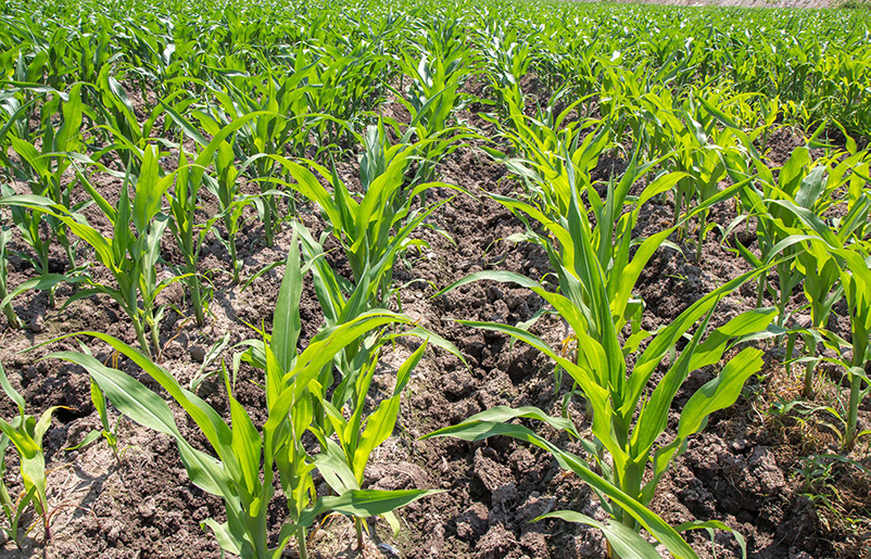 土壤養(yǎng)分快速檢測儀