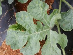 葉面積測試儀操作注意事項