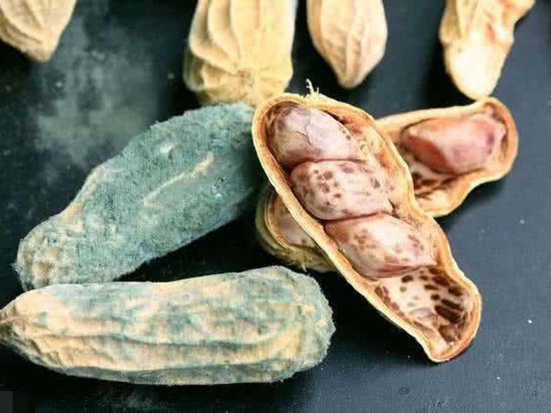 真菌毒素對人體有怎樣的危害 真菌毒素對人體有怎樣的危害