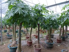 發(fā)財樹的生長需要哪些因素？